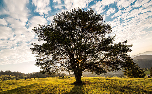 ENTREPRISE PERENNE.jpg